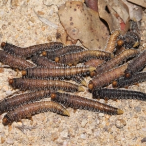 Perginae sp. (subfamily) at Paddys River, ACT - 15 Mar 2022