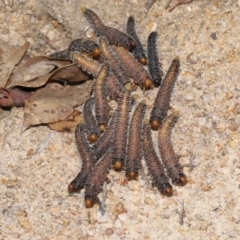 Perginae sp. (subfamily) at Paddys River, ACT - 15 Mar 2022 12:44 PM