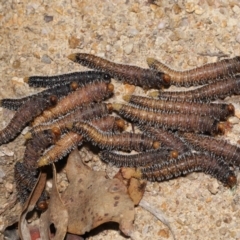 Perginae sp. (subfamily) at Paddys River, ACT - 15 Mar 2022