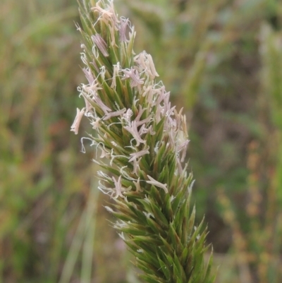 Anthoxanthum odoratum (Sweet Vernal Grass) at Tidbinbilla Nature Reserve - 30 Nov 2021 by michaelb