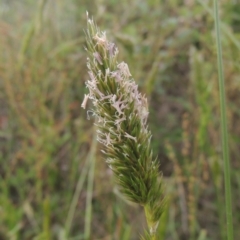 Anthoxanthum odoratum at Paddys River, ACT - 30 Nov 2021