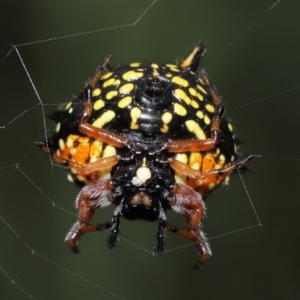 Austracantha minax at Paddys River, ACT - 15 Mar 2022