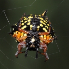 Austracantha minax (Christmas Spider, Jewel Spider) at Paddys River, ACT - 15 Mar 2022 by TimL