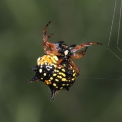 Austracantha minax at Paddys River, ACT - 15 Mar 2022