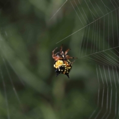 Austracantha minax at Paddys River, ACT - 15 Mar 2022