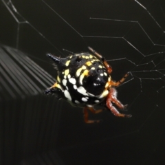 Austracantha minax at Paddys River, ACT - 15 Mar 2022