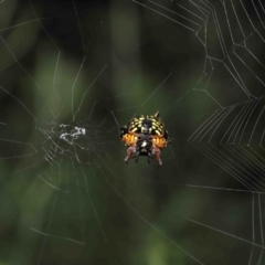 Austracantha minax at Paddys River, ACT - 15 Mar 2022