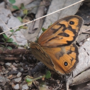 Heteronympha merope at Paddys River, ACT - 30 Nov 2021 03:58 PM