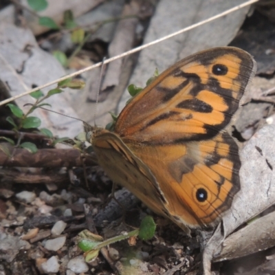 Heteronympha merope (Common Brown Butterfly) at Paddys River, ACT - 30 Nov 2021 by michaelb