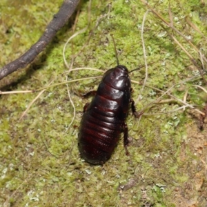 Panesthia australis at Paddys River, ACT - 15 Mar 2022