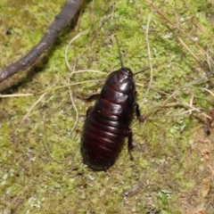 Panesthia australis (Common wood cockroach) at Gibraltar Pines - 15 Mar 2022 by TimL