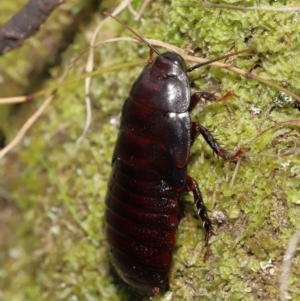 Panesthia australis at Paddys River, ACT - 15 Mar 2022