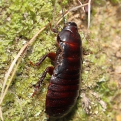 Panesthia australis at Paddys River, ACT - 15 Mar 2022