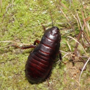 Panesthia australis at Paddys River, ACT - 15 Mar 2022