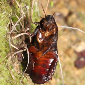 Panesthia australis at Paddys River, ACT - 15 Mar 2022