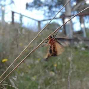 Castulo doubledayi at Jindabyne, NSW - suppressed