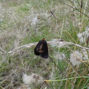 Castulo doubledayi at Jindabyne, NSW - suppressed