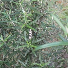 Technitis oriarcha (A Tortricid moth) at Jindabyne, NSW - 13 Mar 2022 by Amata