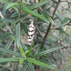 Technitis oriarcha at Jindabyne, NSW - 13 Mar 2022 05:53 PM