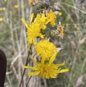 Podolepis jaceoides at Booth, ACT - 14 Mar 2022