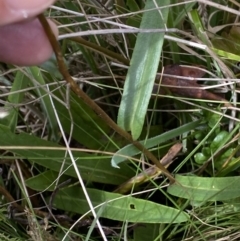 Podolepis jaceoides at Booth, ACT - 14 Mar 2022 11:52 AM