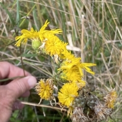 Podolepis jaceoides at Booth, ACT - 14 Mar 2022 11:52 AM