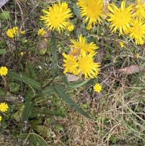 Podolepis jaceoides at Booth, ACT - 14 Mar 2022 11:52 AM