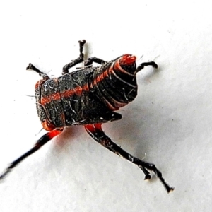 Eurymeloides minuta at Crooked Corner, NSW - 14 Mar 2022