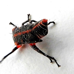 Eurymelinae (subfamily) at Crooked Corner, NSW - 14 Mar 2022