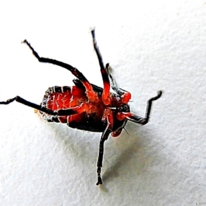 Eurymelinae (subfamily) at Crooked Corner, NSW - 14 Mar 2022