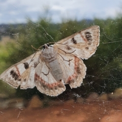 Crypsiphona ocultaria (Red-lined Looper Moth) at Gundaroo, NSW - 15 Mar 2022 by Gunyijan