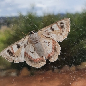 Crypsiphona ocultaria at Gundaroo, NSW - 15 Mar 2022