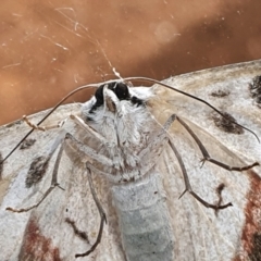 Crypsiphona ocultaria at Gundaroo, NSW - 15 Mar 2022