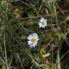 Brachyscome aculeata (Hill Daisy) at Booth, ACT - 14 Mar 2022 by RAllen
