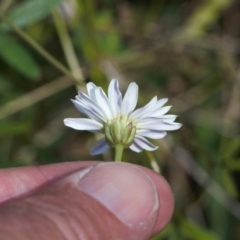 Brachyscome aculeata at Booth, ACT - 14 Mar 2022 02:36 PM