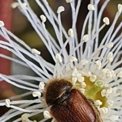 Automolius sp. (genus) (Scarab or Chafer beetle) at Gundaroo, NSW - 10 Mar 2022 by Gunyijan