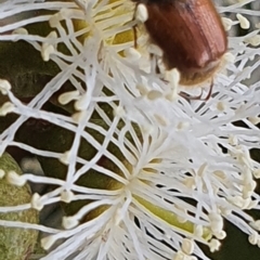 Melolonthinae sp. (subfamily) at Gundaroo, NSW - 10 Mar 2022