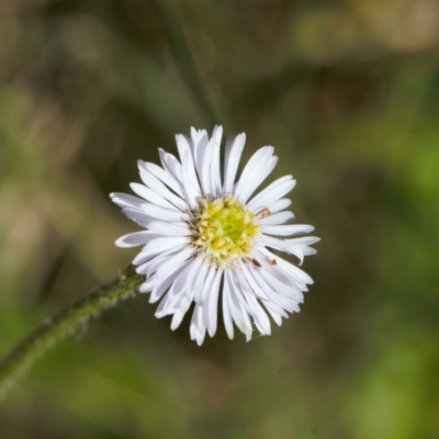 Lagenophora stipitata (Common Lagenophora) at Booth, ACT - 14 Mar 2022 by RAllen