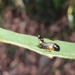 Paropsis atomaria (Eucalyptus leaf beetle) at Gundaroo, NSW - 10 Mar 2022 by Gunyijan