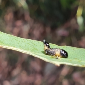 Paropsis atomaria at Gundaroo, NSW - 10 Mar 2022 03:26 PM