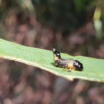 Paropsis atomaria (Eucalyptus leaf beetle) at Gundaroo, NSW - 10 Mar 2022 by Gunyijan
