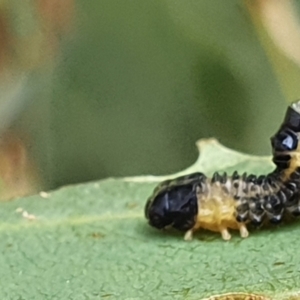 Paropsis atomaria at Gundaroo, NSW - 10 Mar 2022