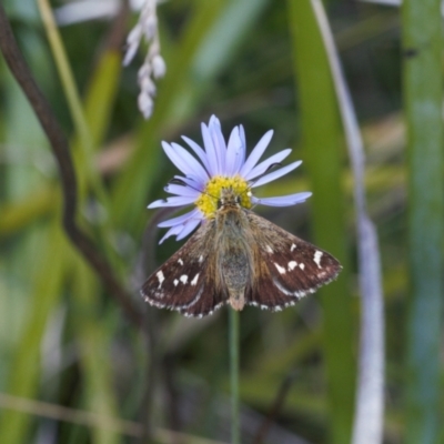 Atkinsia dominula (Two-brand grass-skipper) at Booth, ACT - 14 Mar 2022 by RAllen
