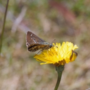 Atkinsia dominula at Booth, ACT - 14 Mar 2022