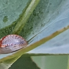 Paropsisterna m-fuscum (Eucalyptus Leaf Beetle) at Gundaroo, NSW - 10 Mar 2022 by Gunyijan