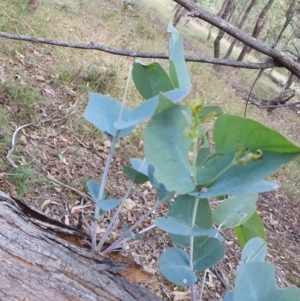 Paropsisterna m-fuscum at Gundaroo, NSW - 10 Mar 2022