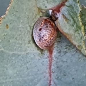 Paropsisterna m-fuscum at Gundaroo, NSW - 10 Mar 2022