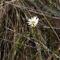 Brachyscome graminea (Grass Daisy) at Mount Clear, ACT - 14 Mar 2022 by RAllen