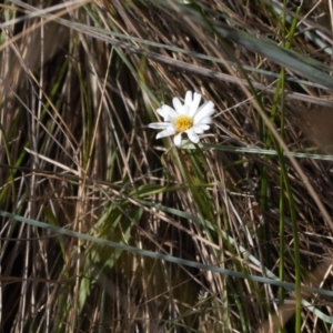 Brachyscome graminea at Mount Clear, ACT - 14 Mar 2022