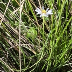 Brachyscome graminea at Mount Clear, ACT - 14 Mar 2022